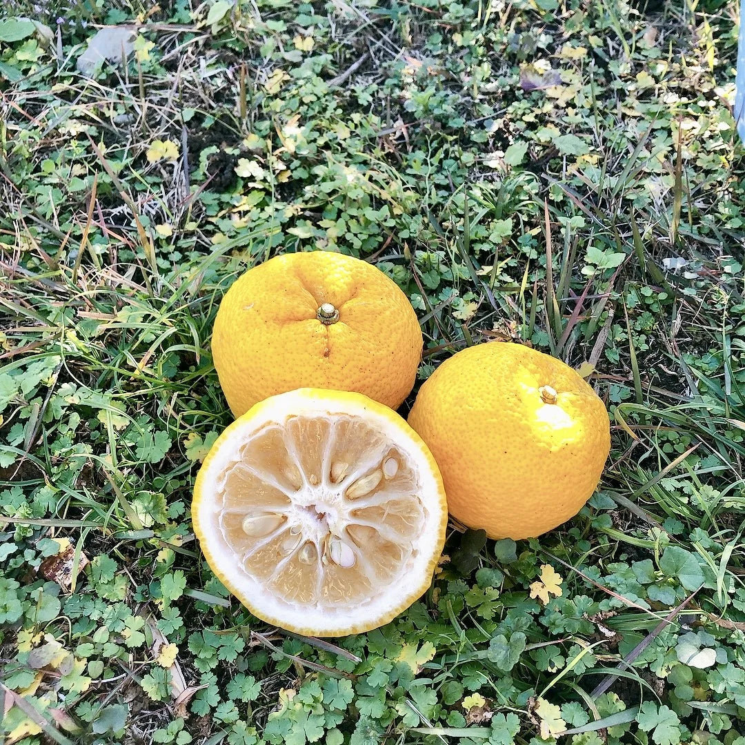【木下製餡】一口羊羹 柚子