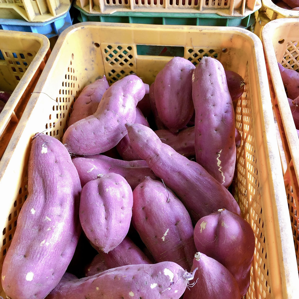 【木下製餡】一口羊羹 川越いも